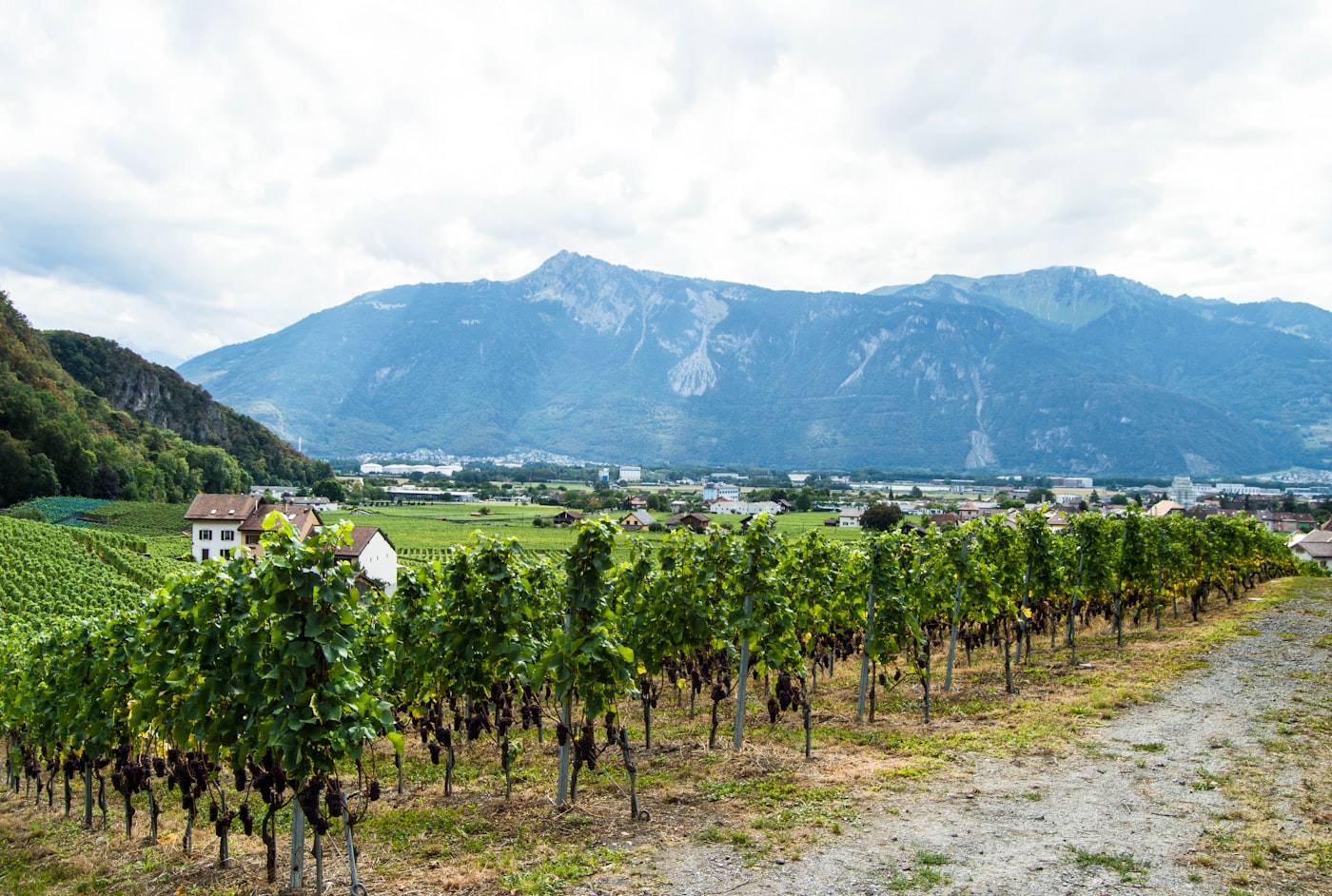 Vignoble en terrasses